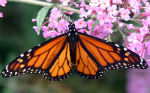 butterfly crop