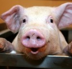 Committed to your goals Pig is committed